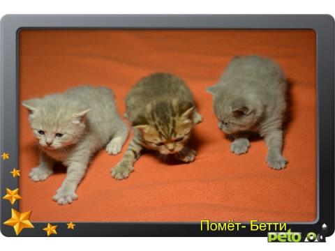 Продаю: Питомник британских короткошерстных кошек SILVER  фото2