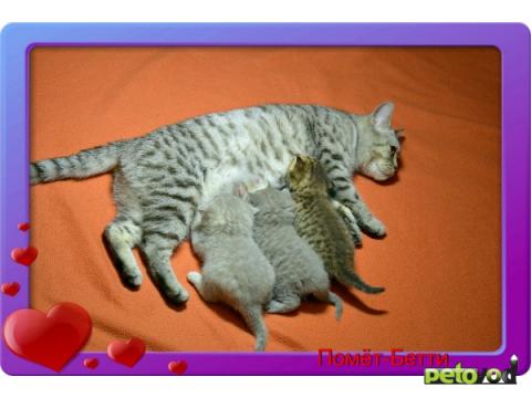 Продаю: Питомник британских короткошерстных кошек SILVER  фото3