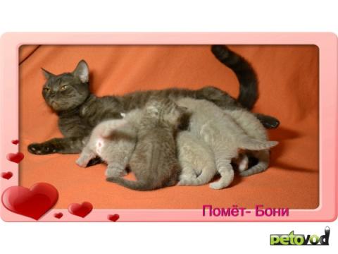 Продаю: Питомник британских короткошерстных кошек SILVER  фото4
