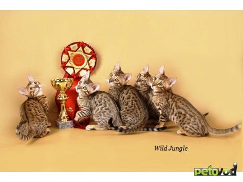 Продаю: Бенгальские котята