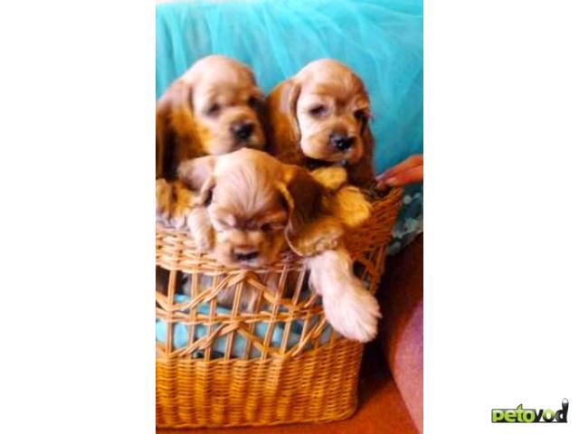 Продаю: Очаровашки щенки Америкашки (кокер спаниель) фото2