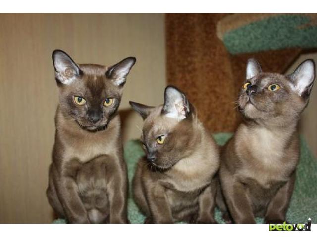 Продаю: Бурманские котята фото2