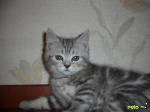 Продаю:  британских котят черный мрамор на серебре