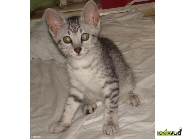 Куплю: куплю до тысячи котёнка девочку Египетской мау