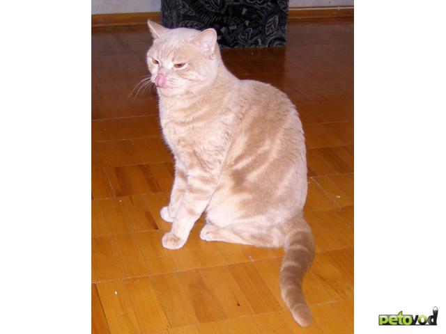Вязка: Вязка кошек круглосуточно фото2