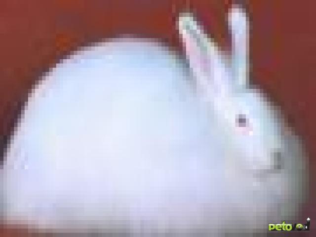 Ангорский кролик