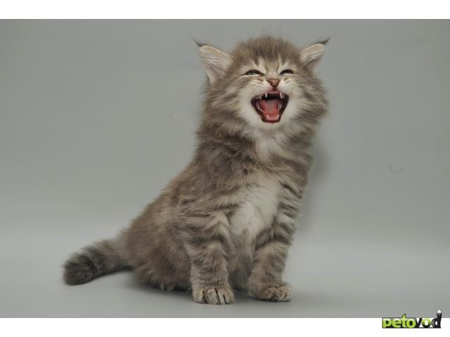 Продаю: продаю кота сибирской породы фото3
