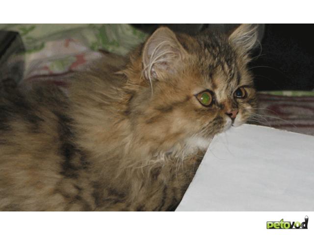 Продаю: Кошечка персидская классическая