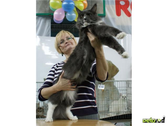 Продаю: МЕЙН-КУН котята - крупные, редких окрасов
