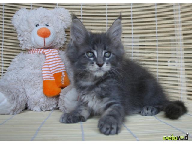 Продаю: МЕЙН-КУН котята - крупные, редких окрасов фото2