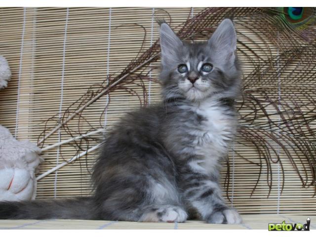Продаю: МЕЙН-КУН котята - крупные, редких окрасов фото3