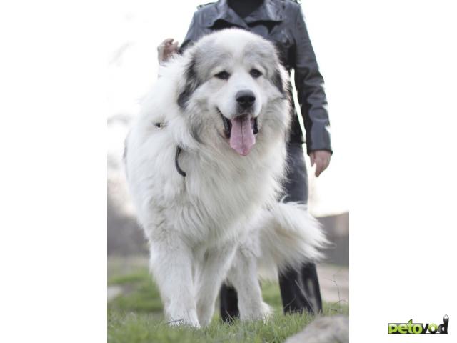 Продаю: продаю щенка большая пиренейская горная собака