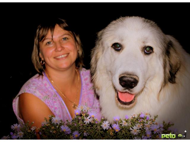Продаю: продаю щенка большая пиренейская горная собака фото2