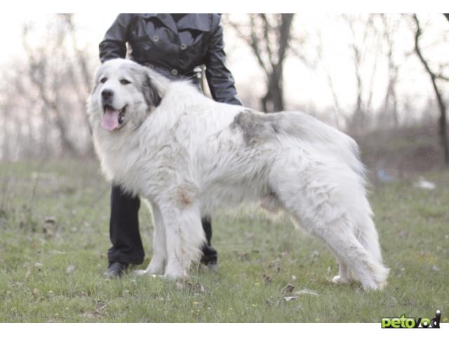 Продаю: продаю щенка большая пиренейская горная собака фото4