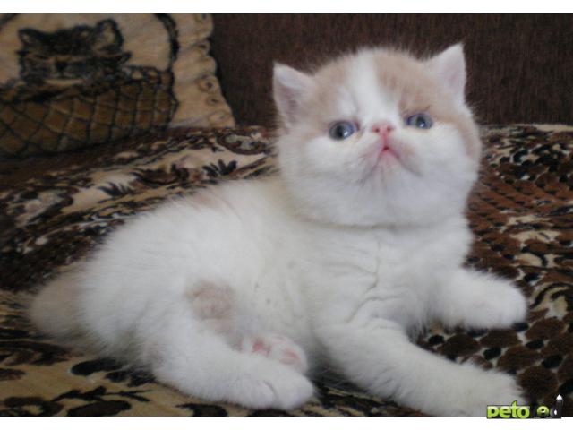 Купить кошку в рязани. Экзот кошка Рязань. Авито персидские котята. Котята Пермь.