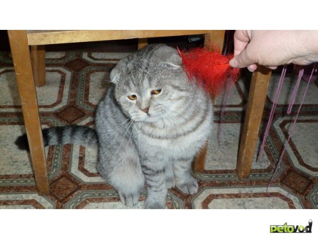 Вязка: Вязка ШИКАРНЫЙ шотландский вислоухий кот  фото2