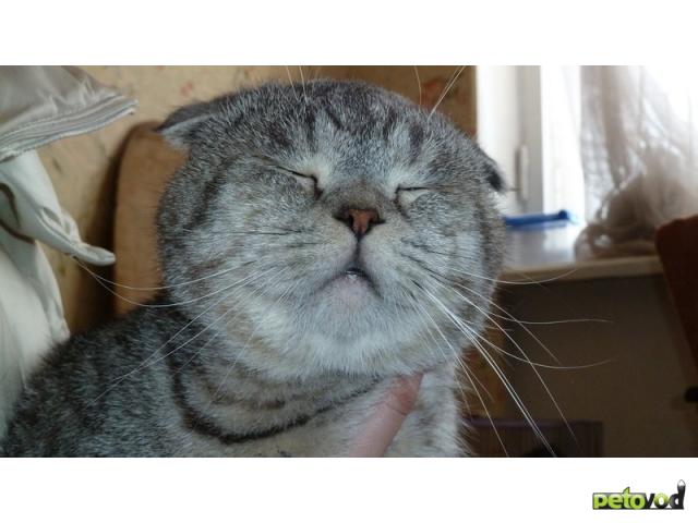Вязка: Вязка ШИКАРНЫЙ шотландский вислоухий кот фото2