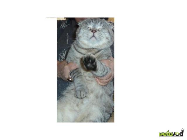Вязка: Вязка ШИКАРНЫЙ шотландский вислоухий кот фото3