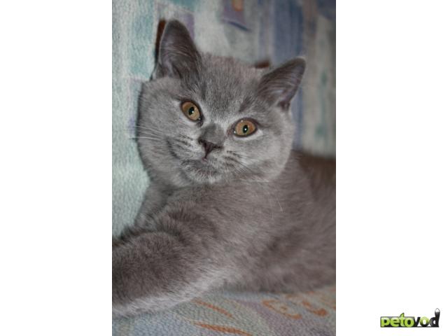 Продаю: Британские чистопородные голубые котята фото2