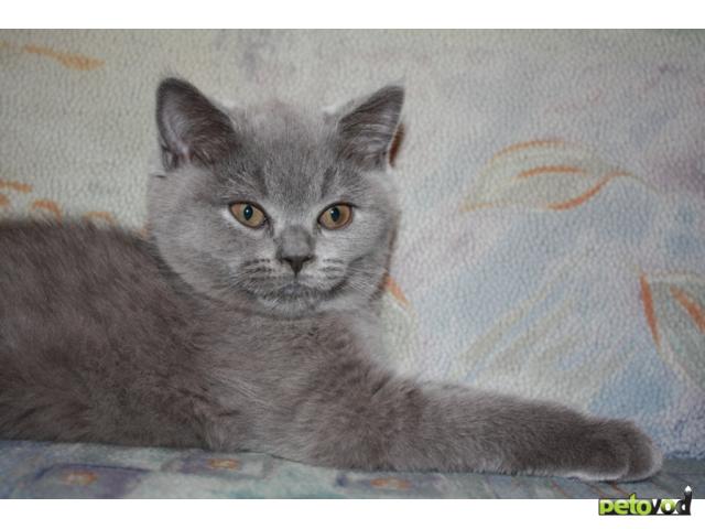 Продаю: Британские чистопородные голубые котята фото3