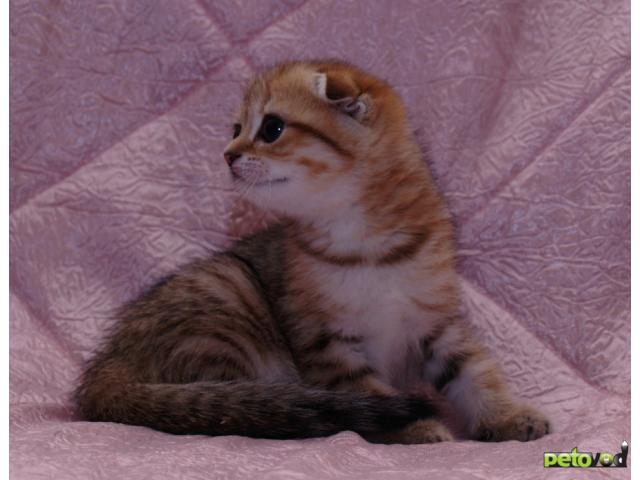 Продаю: Шотландская вислоухая кошка золотого окраса  фото2