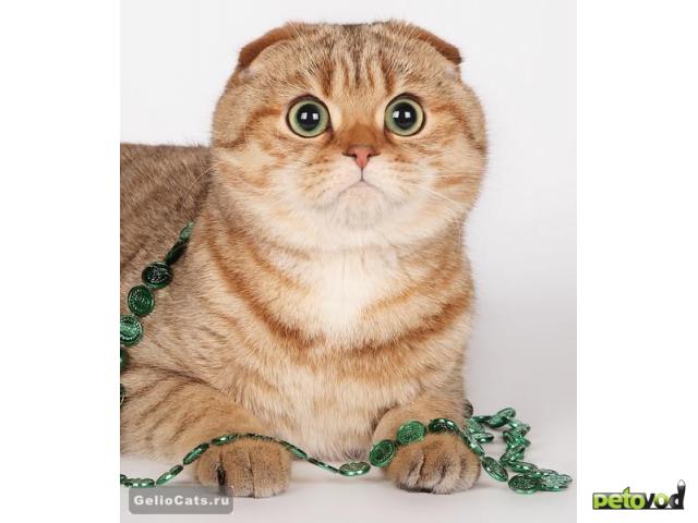Продаю: Шотландская вислоухая кошка золотого окраса  фото3