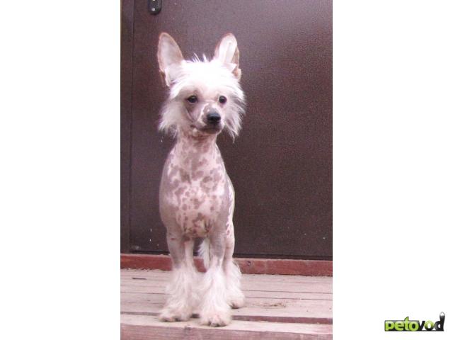 Продаю: Китайской Хохлатой Собаки щенков, голых и пуховых  фото2