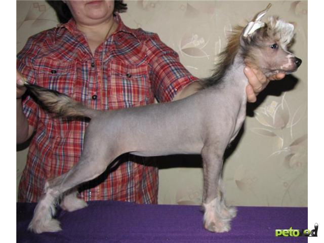 Продаю: Китайской Хохлатой Собаки щенков, голых и пуховых  фото3