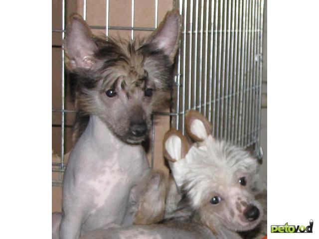 Продаю: Китайской Хохлатой Собаки щенков, голых и пуховых  фото4