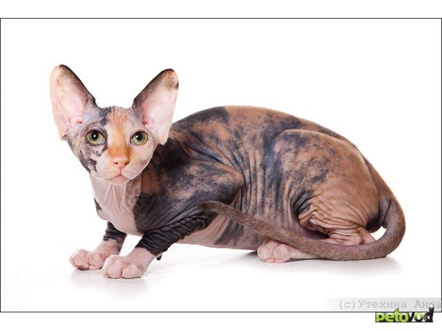 Продаю: Очаровательные котята породы Канадский сфинкс 