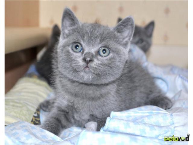 Продаю: Британские голубые котята фото3