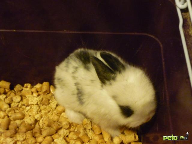 Продаю: карликовые крольчата фото2