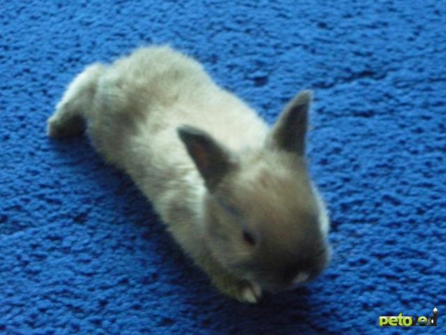 Продаю: карликовые крольчата фото3