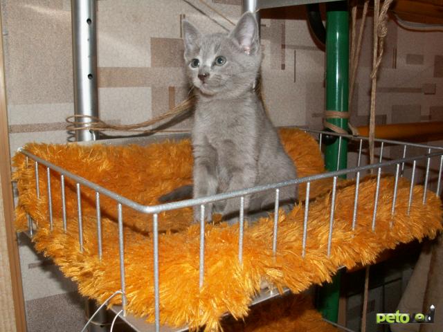 Продаю:  котенка русской голубой фото2