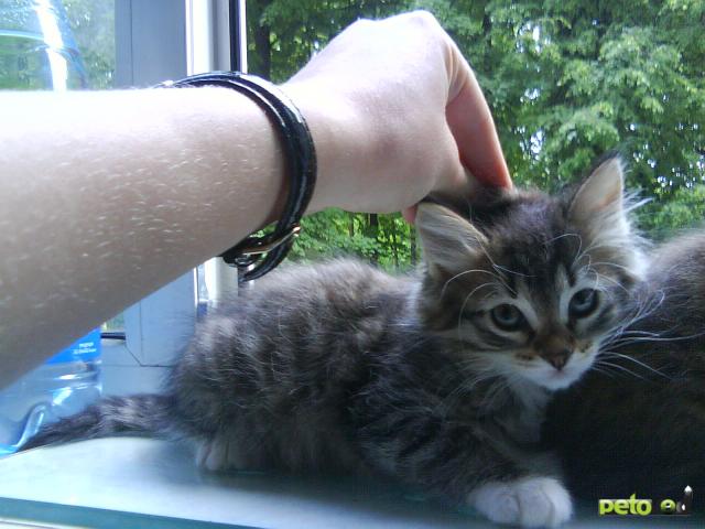 Отдам в дар: отдам сибирских котят в хорошие руки фото3