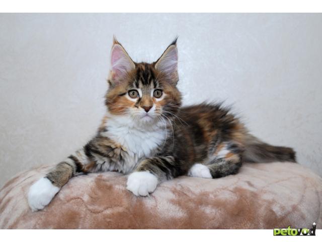 Продаю: породистые котята Мейн-кун фото2