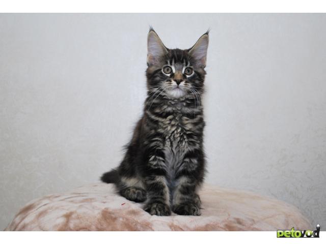 Продаю: породистые котята Мейн-кун фото3