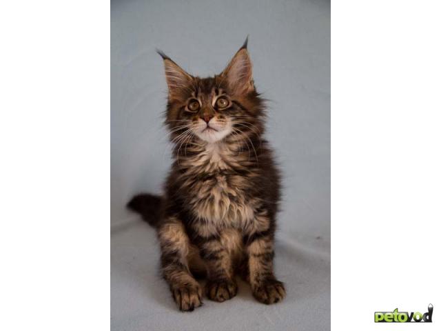 Продаю: Красивые котята Мейн Кун фото3