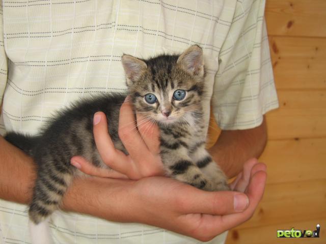 Отдам в дар: Котенок в добрые руки Найденыш Красавец