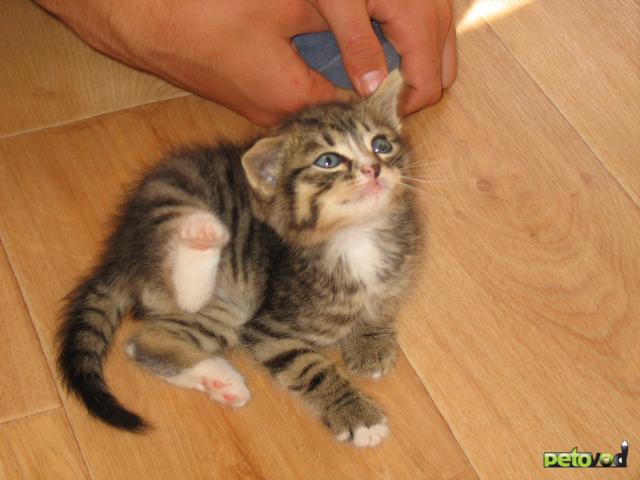 Отдам в дар: Котенок в добрые руки Найденыш Красавец фото2