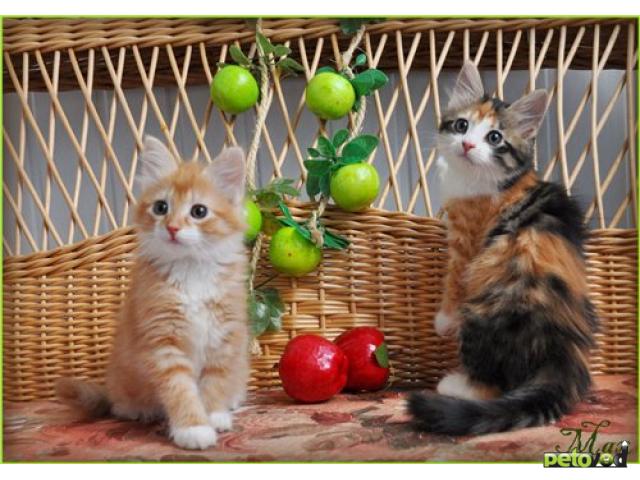 Отдам в дар: Яркие сибирские котята в добрые руки фото2