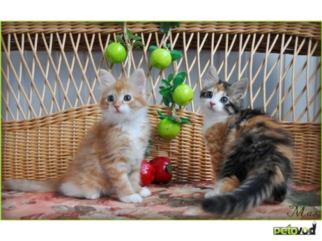Отдам в дар: Яркие сибирские котята в добрые руки фото3