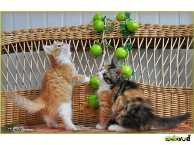 Отдам в дар: Яркие сибирские котята в добрые руки фото4