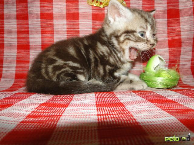 Продаю: Британские мраморные котята фото3
