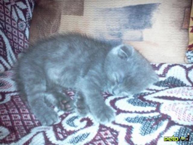 Продаю: Британцы фото4