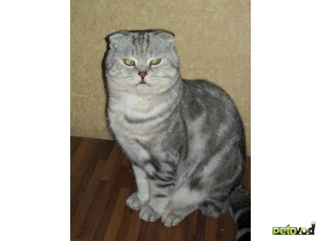 Вязка: Шотландский вислоухий кот фото2