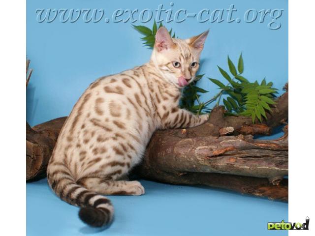 Продаю: Бенгальские котята фото2
