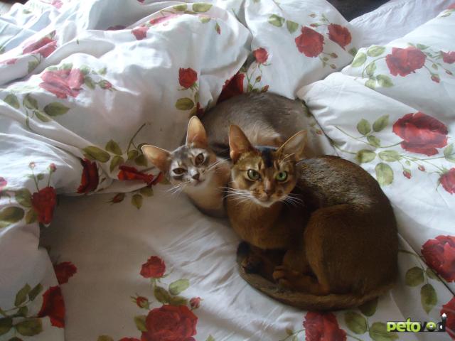 Продаю: абиссинские котята фото2