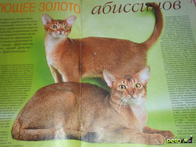 Продаю: абиссинские котята фото3