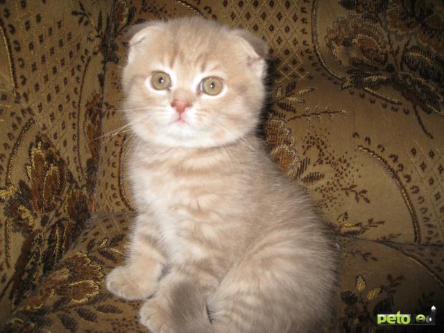 Продаю:  милого котика